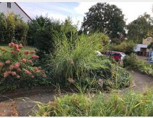 Ein kleiner Gartenbereich mit blühenden Hortensien, hohen Gräsern und dichtem Grün, umgeben von Gehwegen. Im Hintergrund stehen Wohnhäuser, ein rotes Auto und ein Laternenpfahl, eingebettet in eine ruhige Nachbarschaft.