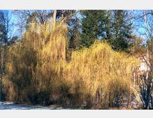 Eine Szene mit einer großen, hängenden Trauerweide im Vordergrund, deren gelbliche Zweige herunterhängen. Im Hintergrund sind weitere Bäume und vereinzelt Gebäude zu sehen, eingebettet in eine natürliche Umgebung.