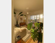 Sunlit open-plan living and dining room with wooden floors, a light sofa and rug, mid-century sideboard, and several large indoor plants. Floor-to-ceiling windows and a small balcony at the far end bring in warm light, with a dining table and modern pendant light near the windows.