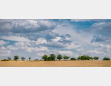 Weite Landschaft mit einem Getreidefeld im Vordergrund und einer Reihe von Bäumen am Horizont. Der Himmel ist teils bewölkt mit großen, weißen Wolken und vereinzeltem Blau.