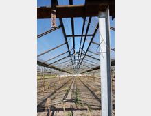 Ein leeres, verfallenes Gewächshaus mit einer Glasdachkonstruktion, das Sonnenlicht durchlässt. Der sandige Boden ist mit vereinzeltem Unkraut bewachsen, und Metallträger zeigen deutliche Rostspuren.