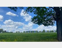 Weite grüne Wiese mit gelben Blumen im Vordergrund, ein großer Baum rechts im Bild und vereinzelte kleine Bäume in der Ferne; im Hintergrund moderne Gebäude unter einem blauen Himmel mit weißen Wolken.