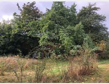 Eine überwucherte Grünfläche mit hohen Bäumen, Sträuchern und Wildwuchs im Vordergrund. Im Hintergrund ist teilweise eine Ziegelmauer zu erkennen, die von der Vegetation verdeckt wird.