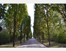 Baumgesäumte Allee mit einer asphaltierten Straße in der Mitte, umgeben von hohen, schmalen Bäumen mit leicht herbstlich gefärbtem Laub, und seitlichen Rasenflächen. Im Hintergrund ist die Allee in die Ferne auslaufend zu sehen.