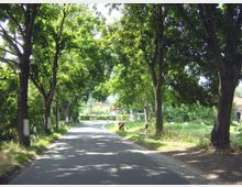 Eine schmale, asphaltierte Landstraße, gesäumt von hohen Bäumen, die Schatten spenden. Im Hintergrund sind Verkehrszeichen und eine leichte Straßenbiegung zu sehen, die in eine ländliche, grüne Umgebung führt.