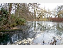 Ein kleiner Teich in einer natürlichen, winterlichen Parklandschaft mit kahlen Bäumen und Sträuchern. Im Wasser schwimmen herabgefallene Blätter, und das Ufer ist mit Schilf und niedrigem Gewächs bewachsen.