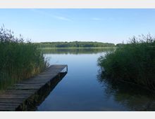 Ein ruhiger See mit klarem Wasser, umgeben von dichtem Schilf und einem Wald am Horizont; im Vordergrund ein schmaler, hölzerner Steg, der ins Wasser führt. Der Himmel ist hellblau und wolkenlos.