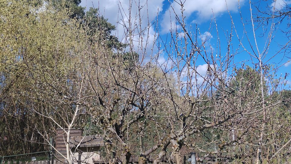 Blick auf einen kleinen Obstgarten mit mehreren kahlen Bäumen auf einer grasigen Fläche, dahinter ein Holzzaun und ein kleines Gartenhäuschen. Im Hintergrund stehen weitere Bäume unter blauem Himmel mit einzelnen Wolken.