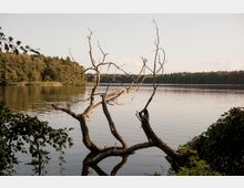 Ein See mit ruhiger Wasseroberfläche, an dessen Ufer ein Baum mit kahlen, gebogenen Ästen ins Wasser ragt. Im Hintergrund ist ein von Wald gesäumtes Ufer zu sehen, das im weichen Licht der Abendsonne liegt.
