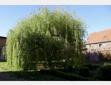 Eine große Trauerweide steht in einem gepflasterten Hofbereich, umgeben von niedrigen Hecken. Im Hintergrund sind historische Gebäude mit Ziegeldächern und gemauerten Fassaden zu sehen.