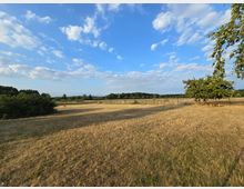 Weite, trockene Wiese unter einem teils bewölkten blauen Himmel, begrenzt durch Büsche, Bäume und einen Zaun im Hintergrund. Rechts im Bild stehen ein einzeln stehender Baum und eine einfache Holzbank.