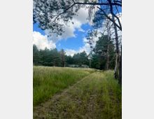 Wiesenfläche mit schmalem Trampelpfad, umgeben von Kiefernwald; im Hintergrund steht ein niedriges, längliches Gebäude am Waldrand. Über der Lichtung ist ein blauer Himmel mit großen, weißen Wolken zu sehen.