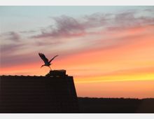Ein Storch fliegt von einem Nest auf einem Dachfirst ab, vor einem Hintergrund aus leuchtenden orange-rosa Wolken bei Sonnenuntergang.