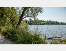 Ein See mit klarem Wasser, umgeben von dichter Vegetation und Bäumen. Im Vordergrund befinden sich eine schmale, naturbelassene Uferzone mit hohem Gras und ein schräger Baum, der über das Wasser ragt.