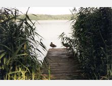 Ein schmaler Holzsteg führt durch hohe Schilfpflanzen zu einem ruhigen See. Zwei Enten stehen am Ende des Stegs, im Hintergrund ist Wald am Ufer zu sehen.