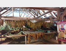 Dachboden eines Gebäudes mit hölzernen Dachbalken, an denen getrocknete Tabakblätter hängen; rechts ist ein Infoposter mit einer Frau und dem Text „Tabakblüte Viernau“ zu sehen.