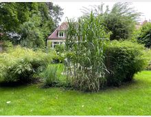 Ein grüner Garten mit einer Vielzahl von Pflanzen, darunter hohe Gräser und Bambussträucher, im Vordergrund. Im Hintergrund ist ein Haus mit rot gedecktem Dach und weißen Fensterrahmen zu sehen.