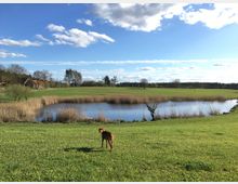 Grüne Wiese mit einem kleinen Teich, umgeben von Schilf und vereinzelten Bäumen. Im Hintergrund befinden sich eine Wiese, ein Gebäude mit rotem Dach und ein Wald, während ein Hund im Vordergrund steht.