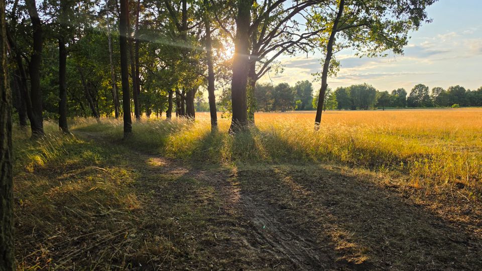 Schmaler Waldweg mit hohen Bäumen am Rand eines goldenen Feldes. Die tief stehende Sonne scheint durch die Baumkronen und wirft lange Schatten auf den Weg und das Gras.
