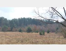 Offene Wiesenfläche mit trockenem Gras, vereinzelt kleinen Bäumen und Sträuchern, im Hintergrund ein dichter Wald aus Nadelbäumen. Ein kahler Baum ragt von rechts ins Bild.