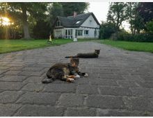 Eine gepflasterte Einfahrt führt zu einem weißen Haus mit Reetdach, umgeben von einer grünen Wiese und Bäumen. Im Vordergrund liegen zwei Katzen entspannt auf dem Pflaster, während im Hintergrund die Abendsonne durch die Bäume scheint.