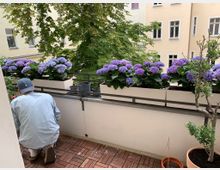 Balkon mit Holzfliesen und weißer Brüstung, auf der mehrere lange Pflanzkästen mit blühenden lila Hortensien stehen. Im Hintergrund sind ein großer Baum und helle Wohnhausfassaden mit Fenstern eines Innenhofs zu sehen.