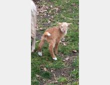 Ein junges, braunes Lamm mit heller Schnauze und weißen Fußspitzen steht auf einer Wiese mit grünem Gras und braunen Blättern. Der linke Rand des Bildes zeigt den Teil eines Schafes.