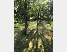 Ein Garten mit frisch gemähtem Rasen und mehreren Bäumen, die lange Schatten werfen. Im Vordergrund steht ein Holzstuhl, und im Hintergrund sind weitere Pflanzen, Büsche und ein Zaun zu sehen.