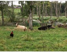 Eine grüne Wiese mit zwei liegenden Kühen, einer weißen und einer schwarzen, sowie einem Hahn im Vordergrund. Im Hintergrund stehen hohe Bäume und ein kleiner Teich, umgeben von Schilf und einem rustikalen Holzzaun.