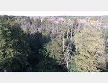 Luftaufnahme eines dichten Waldes mit grünen und teilweise abgestorbenen Bäumen im Vordergrund. Im Hintergrund ist eine kleine Ortschaft mit roten Dächern und umliegenden Feldern zu sehen.