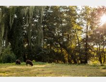 Offene Wiese mit zwei weidenden Schafen, umgeben von großen Bäumen, darunter eine Weide mit langen, herabhängenden Ästen. Sonnenlicht scheint durch das Blätterdach und beleuchtet die Szene.