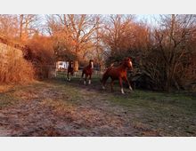 Drei braune Pferde galoppieren auf einer Koppel, umgeben von kahlen Bäumen und Sträuchern. Im Hintergrund ist ein kleiner Zaun und ein weißes Haus erkennbar, die Szenerie liegt in warmem Licht.