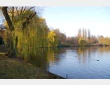 Ein ruhig gelegener See mit klarer Wasseroberfläche, umgeben von weinenden Weiden und anderen kahlen Bäumen in einer herbstlichen Parklandschaft. Auf dem Wasser schwimmen einige Enten, und am Ufer liegt trockenes Laub.