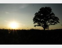 Silhouette eines einzelnen Baumes auf einem Feld bei Sonnenuntergang, mit hohem Gras im Vordergrund und einem klaren Himmel im Hintergrund.