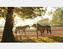 Eine Weide mit drei Pferden, die hinter einem Holzzaun stehen, umgeben von Bäumen und beleuchtet von warmem Sonnenlicht in einer ländlichen Umgebung. Im Vordergrund steht ein Baum, dessen Blätter den Blick auf die lichtdurchflutete Szene teilweise rahmen.