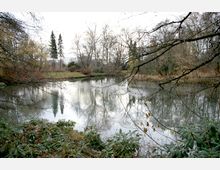 Teich in einer Parklandschaft mit kahlen Bäumen im Winter. Im Vordergrund befinden sich grüne Büsche, während der Teich ruhig das umliegende Ufer und die Bäume spiegelt.