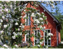 Ein rotes Einfamilienhaus mit großen weißen Fenstern und einem spitzen Giebeldach, umgeben von einem blühenden Baum mit weißen und rosa Blüten im Vordergrund. Im Garten stehen Gartenmöbel auf einer Wiese.