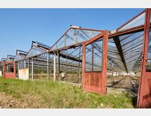 Eine verlassene, große Gewächshausanlage mit teilweise rostigen Metallrahmen und zerbrochenen Glaselementen, umgeben von Gräsern und Pflanzen unter einem klaren blauen Himmel. Im Inneren sind leere Pflanzreihen sichtbar.
