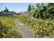 Fahrradabstellplatz mit leeren Fahrradständern und vereinzelten Fahrrädern, umgeben von überwuchertem Gras und gelben Wildblumen. Im Hintergrund sind ein Zaun, Bäume und ein modernes Gebäude zu sehen.