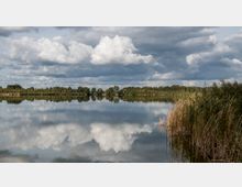 Ein ruhiger See mit einer klaren Spiegelung der Wolken und umliegenden Bäume im Wasser. Am rechten Bildrand sind Schilf und Gräser zu sehen, im Hintergrund erstreckt sich eine Baumreihe unter einem bewölkten Himmel.
