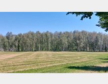 Weite Wiese mit kurz geschnittenem Gras und einem Wald aus hohen Birken im Hintergrund, unter klarem, blauem Himmel. Im Vordergrund sind vereinzelt Blätter eines Baumes zu sehen.