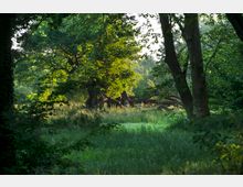 Ein Waldstück mit hohen Bäumen und dichtem grünen Laub, im Vordergrund eine Lichtung mit hohem Gras. In der Mitte steht ein großer, knorriger Baum mit ausladenden, teils umgestürzten Ästen.