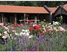 Ein blühender Garten im Vordergrund mit rosa, roten und weißen Rosen sowie violettem Lavendel, dahinter eine Stallanlage mit offenen Holzbögen und einem Ziegeldach, umgeben von Bäumen und einer grünen Laterne.