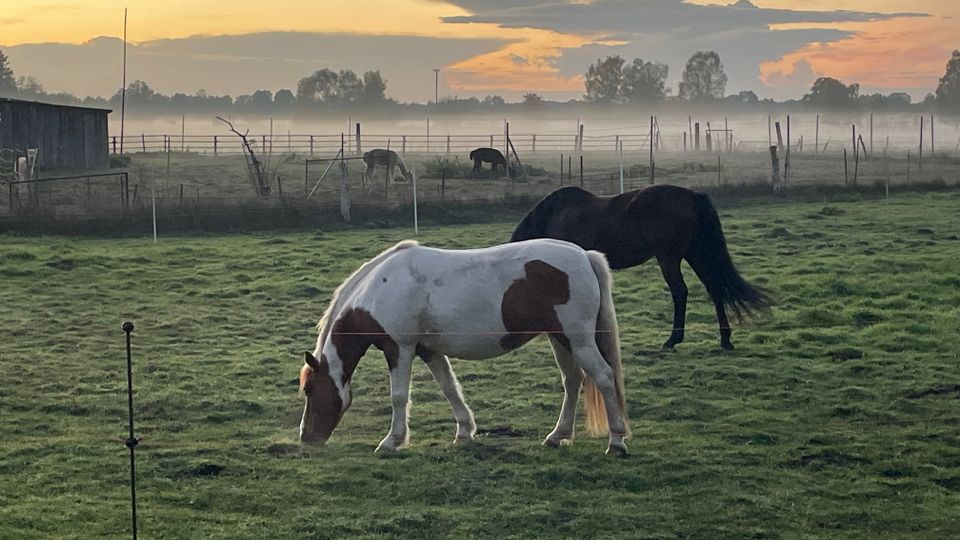 Weitläufige, eingezäunte Pferdeweide mit grasbewachsenem Boden und mehreren Pferden, im Hintergrund ein kleiner Stall sowie Zaunpfosten und Bäume. Über der Landschaft liegt leichter Bodennebel, darüber ein wolkiger Himmel im warmen Licht der Dämmerung.