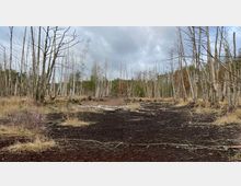 Ein offenes Waldgebiet mit kahlen, abgestorbenen Bäumen und braunem, teilweise rissigem Boden. Im Hintergrund sind vereinzelt grüne Büsche und Bäume zu sehen, der Himmel ist bewölkt.