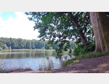 Waldsee mit ruhigem Wasser, umgeben von dicht bewachsenen Bäumen. Am Ufer befindet sich eine große Baumkrone, die Schatten spendet, sowie Gräser und eine schmale, sandige Fläche.