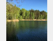 Ein ruhiger See mit klarer Wasseroberfläche, umgeben von dichtem Mischwald und Schilfbewuchs am Ufer unter einem klaren blauen Himmel.