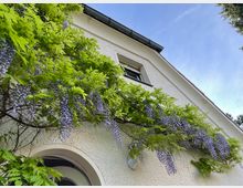Fassade eines weißen Hauses mit Rankpflanzen, die violette Blüten tragen, über einem halbrunden Eingang. Im Hintergrund ist blauer Himmel sichtbar.
