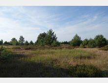 Offene Heidelandschaft mit niedrigen Gräsern und Sträuchern, durchsetzt mit kleinen und mittelgroßen Kiefern. Im Hintergrund ist ein klarer Himmel und eine Baumlinie erkennbar.
