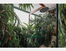 Ein Innenraum mit zahlreichen grünen Pflanzen, die dicht angeordnet sind. Die Wände und Flächen bestehen aus glänzenden, dunkelgrünen Fliesen, und eine große Duschbrause mit Kupferrohr ist an der Decke angebracht.